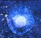 Jellyfish animal out water.jpg