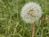 dandelion-weed-seed-seeds-plants-112362.jpg