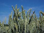 wheat-field-wheat-cereals-ear-592481.jpg