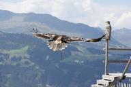 adler-flight-raptor-bird-of-prey-829981.jpg