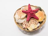 shell-sea-sea-shell-star-sea-star-1265511.jpg