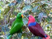 noble-parrots-parrots-couple-love-406658.jpg