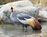 grey-crowned-crane-1502935.jpg