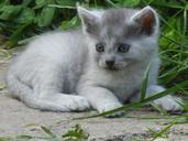 kitten-kitty-gray-beautiful-small-501652.jpg