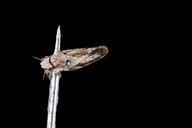 citrus_psyllid,_u,_back,_ft_detrick_2014-05-01-10.04.27_ZS_PMax.jpg