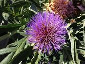 artichoke-gilroy-california-753042.jpg