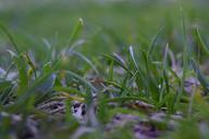 grass-nature-artistic-photos-627867.jpg