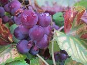 vines-wine-grapes-vine-437909.jpg