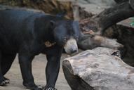 bear-black-animal-wildlife-mammal-676867.jpg