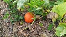 pumpkin-fall-pumpkin-patch-autumn-1683605.jpg