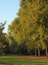 main-lawn-main-aue-trees-autumn-473265.jpg