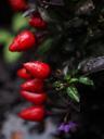 ornamental-peppers-fruits-694042.jpg