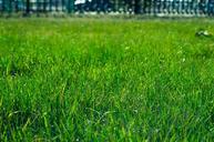 lawn-grass-green-field-meadow-sod-327333.jpg