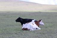 inner-mongolia-prairie-dairy-cow-1595711.jpg