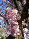 cherry-blossoms-spring-pink-716146.jpg