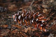 cone-forest-avar-487667.jpg