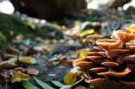 fungi-color-autumn-590654.jpg