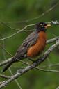 robin-birds-bird-north-america-18466.jpg