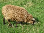 sheep-grass-nature-animals-600255.jpg