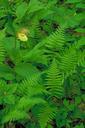 Light yellow orchid in bright green ferns.jpg