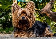 dog-yorkshire-terrier-small-dog-216282.jpg