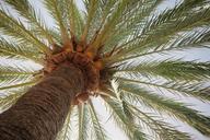 palm-tree-palm-leaves-tropical-406995.jpg