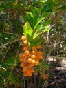 berries-berry-orange-orange-berry-374849.jpg