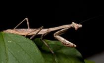 praying-mantis-close-up-green-adult-582302.jpg