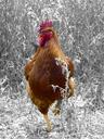 bird-rooster-chicken-poultry-farm-164538.jpg