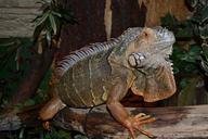 reptile-terrarium-creature-lizard-763850.jpg