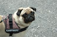 dog-pug-dangerous-threatening-783516.jpg