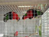 parakeets-small-parrots-birds-956876.jpg