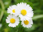 daisy-flower-blossom-bloom-white-1260739.jpg