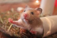 hamster-animal-rodent-1000846.jpg