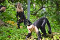 monkey-primate-wildlife-wild-417194.jpg