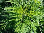 ragweed-weed-nature-allergy-pollen-219747.jpg