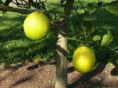 lemon-tree-lemon-sour-yellow-fruit-285931.jpg