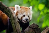 panda-red-wildlife-zoo-mammal-fur-1078851.jpg