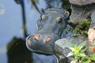 hippo-pond-hippopotamus-mammal-1703911.jpg