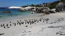 penguins-beach-tropical-sand-white-857212.jpg