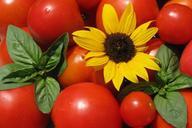 tomatoes-sunflower-basil-summer-920767.jpg