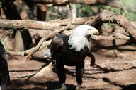 bald-eagle-america-eagle-bird-1180306.jpg