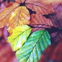 autumn-leaves-coloring-green-brown-1038772.jpg