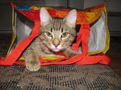 cat-tabby-kitty-feline-animal-1481202.jpg