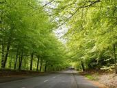 road-natural-forest-spring-599046.jpg