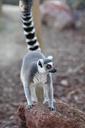 lemur-animal-animal-world-fauna-612601.jpg