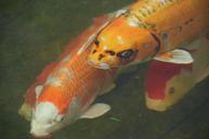 fish-koi-carp-goldfish-pond-water-65586.jpg