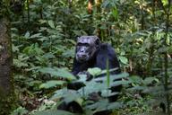 chimpanzee-uganda-monkey-898756.jpg