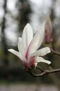 magnolia-tulip-magnolia-nature-1319832.jpg