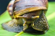 snail-slimy-land-snail-reptiles-424123.jpg